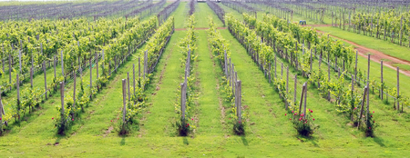 View of the green vineyards in Thailandの写真素材
