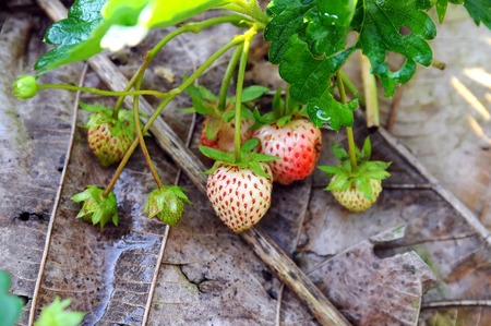 Unripe strawberries growing on the ground in farmの写真素材