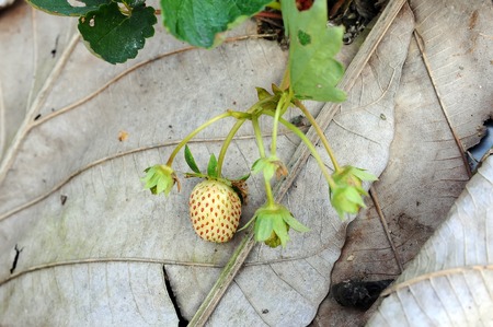 Unripe strawberries growing on the ground in farmの写真素材