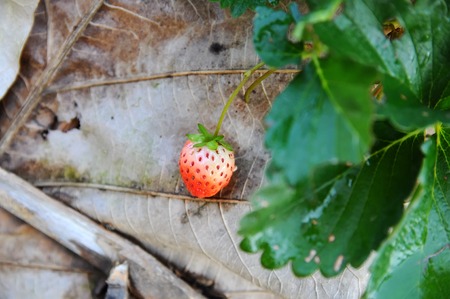 Unripe strawberries growing on the ground in farmの写真素材