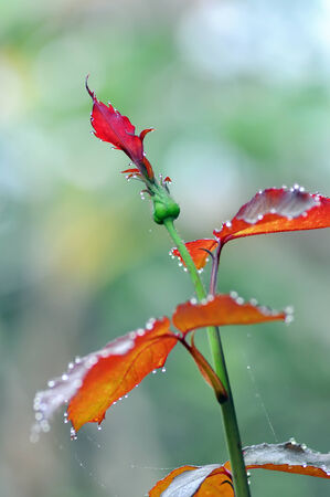 Drops of dew on a flower in gardenの写真素材