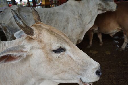 Close-Up of a cow headの写真素材