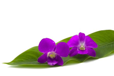 Flowerの写真素材
