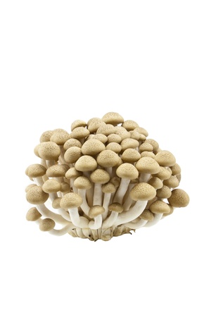 Shitake mushroomの写真素材