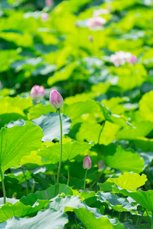 The lotus flowers is blossomingの写真素材