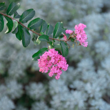 Crepe-myrtle flower blossom