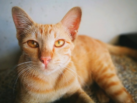 Close-up yellow catの素材