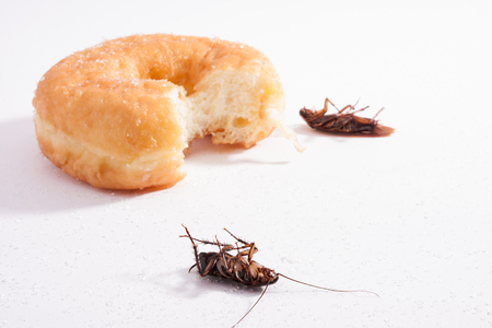 Dead cockroach and donut on white background horizontal.の写真素材