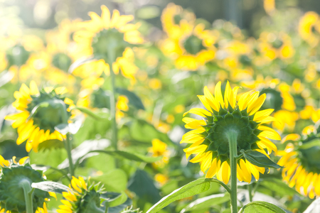 Back view of Blooming sunflower in field in Sunrise light.の写真素材