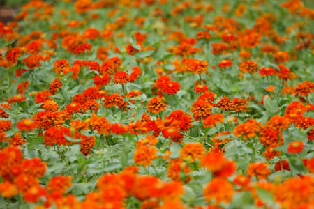 Field of red flowers, blooming on garden, Selective focus. Cross process color.の写真素材