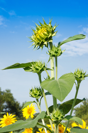 Young sunflower in sunflowers field with blue skyの写真素材