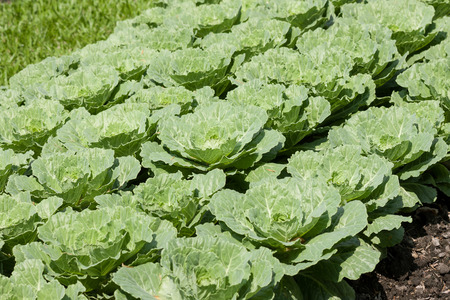 Chinese Cabbage (vegetable) in fieldの写真素材