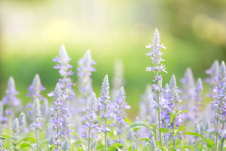 Flowers in field, background