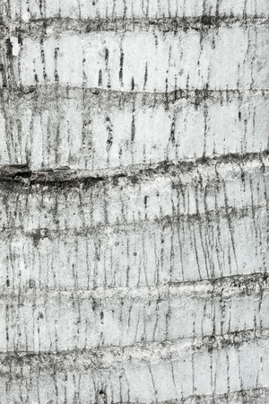 Bark of Sugar palm tree background, Wood texture,の写真素材