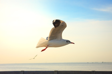 Backlit Seagulls flying at sunsetの写真素材