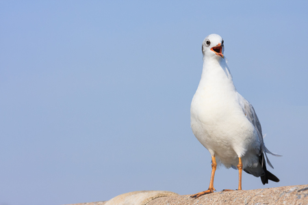 Alone seagull perches on rail bridge, backgroundの写真素材