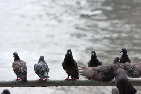 Dirty pigeons perch on rail, there are a lot of pigeons in Bangkok that causing problems due to excrement which build up of dirt valuable historic architectural building and bring Contagious disease to humansの写真素材