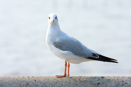Alone seagull perches on rail bridge.の写真素材