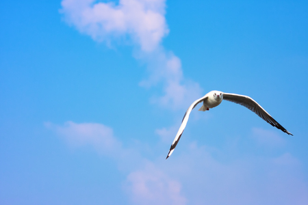Seagull flying in sky.の写真素材