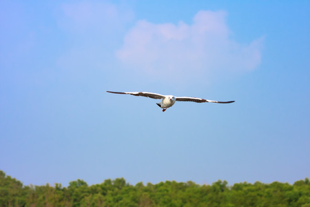 Seagull flying in sky.の写真素材