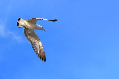 Seagull flying in sky.の写真素材