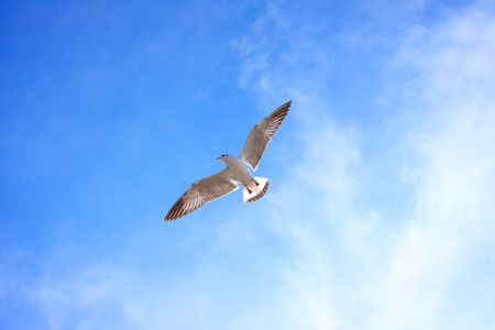 Seagull flying in sky.の写真素材