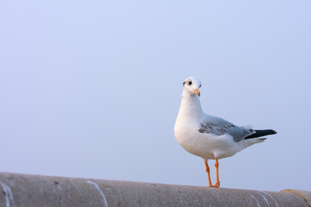Alone seagull perches on rail bridge.の写真素材