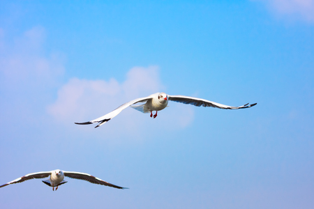 Seagull flying in sky.の写真素材