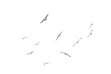 Group of birds fly