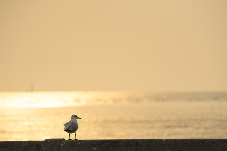 Backlit Seagull perches on bridge's rail at sunset (blank space for text)の写真素材