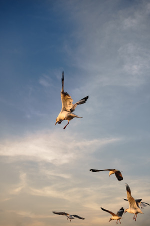 Birds flying at sunset (space for text)の写真素材