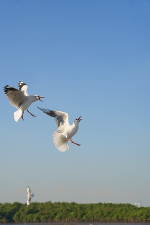 Seagulls snatching food in sky (space for text)の写真素材