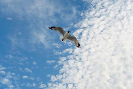 Bird flying on cloud and skyの写真素材