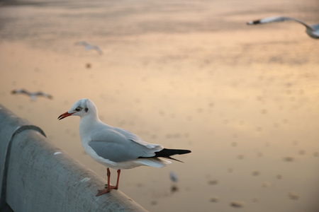 Seagull perches on bridge rail in the eveningの写真素材