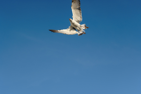 Bird flips over on clear sky (space for text)の写真素材