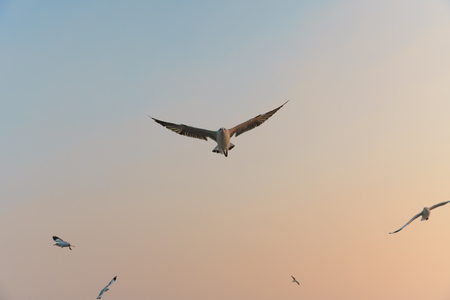 Seagull flying at sunset (front view)の写真素材