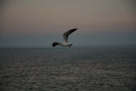 Seagull flying spread wings at dusk during low tide at the gulf of Thailand (space for text)の写真素材