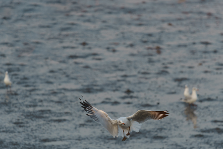 Seagull flying spread wings at dusk during low tide at the gulf of Thailand (space for text)の写真素材