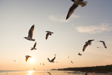 Backlit Group of birds flying at sunsetの写真素材