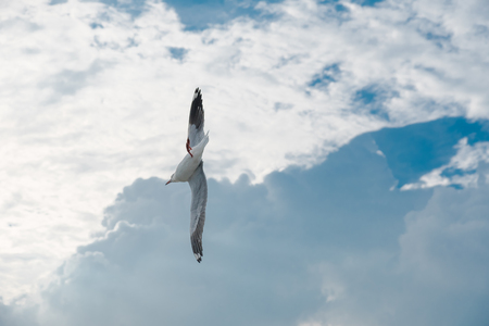 Bird flying on cloud and skyの写真素材