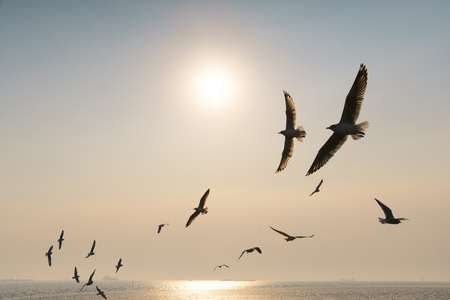 Backlit Group of birds flying at sunsetの写真素材