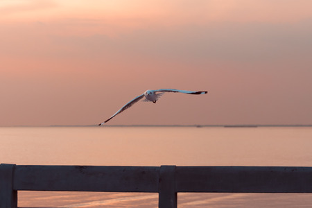 Bird flying over the sea at sunset (space for text)の写真素材