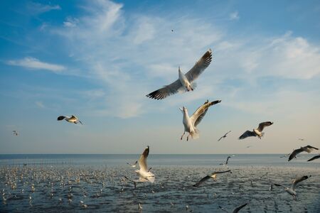 Seagulls snatching food in sky during low tide at the gulf of Thailandの写真素材