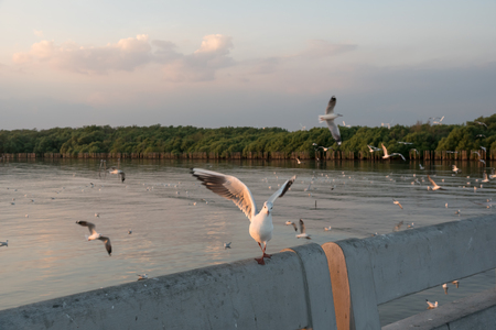 Bird walking on bridge rail at sunset, Funny looking seagullの写真素材