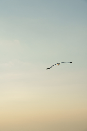 Seagull flying at sunset (space for text)の写真素材