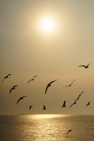 Backlit Group of birds flying at sunsetの写真素材