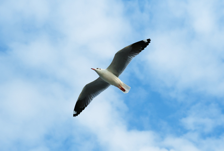 Bird flying on  blue skyの写真素材