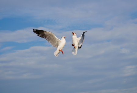Seagulls snatching food in skyの写真素材