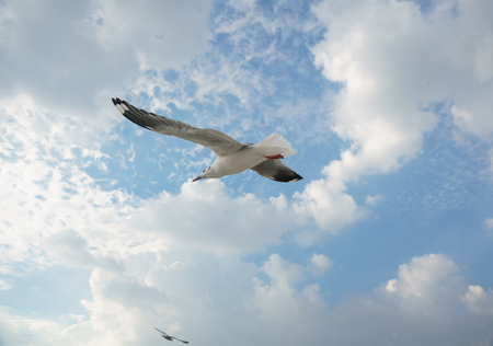Bird flying on cloud and skyの写真素材