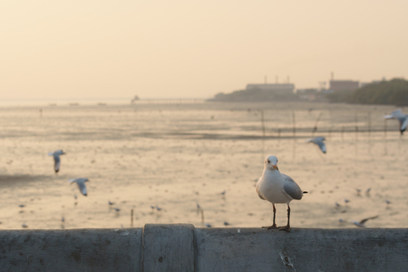 Seagull perches on bridge rail at sunsetの写真素材